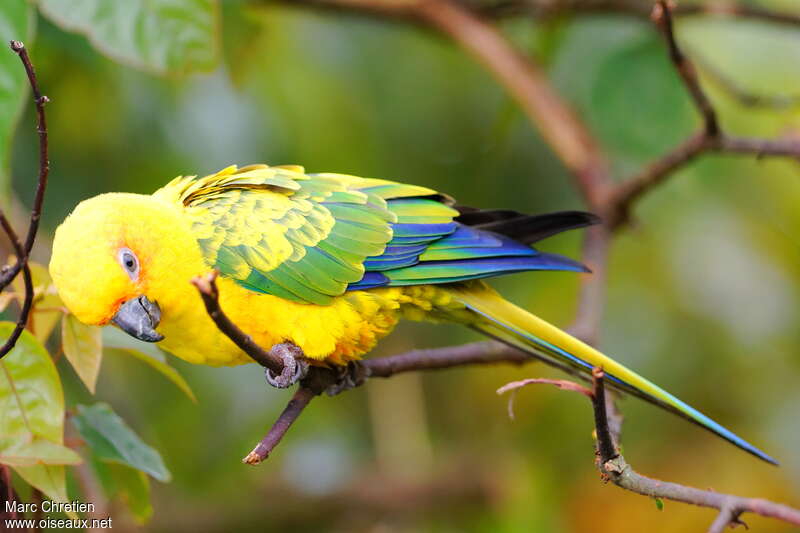 Sulphur-breasted Parakeet