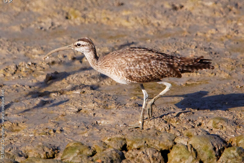 Courlis hudsonien, identification