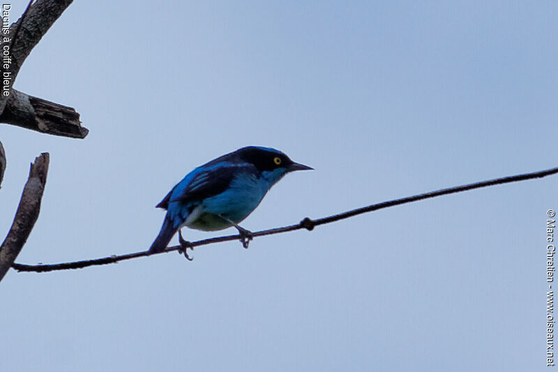 Dacnis à coiffe bleue