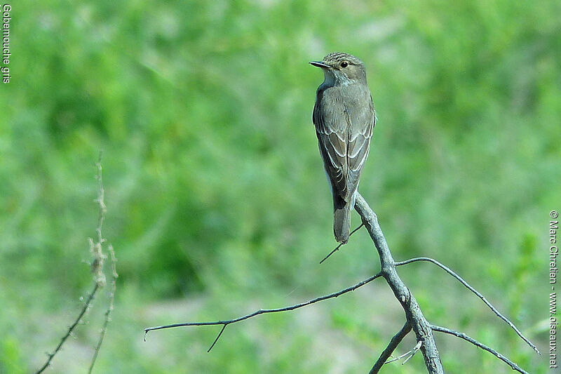 Spotted Flycatcher