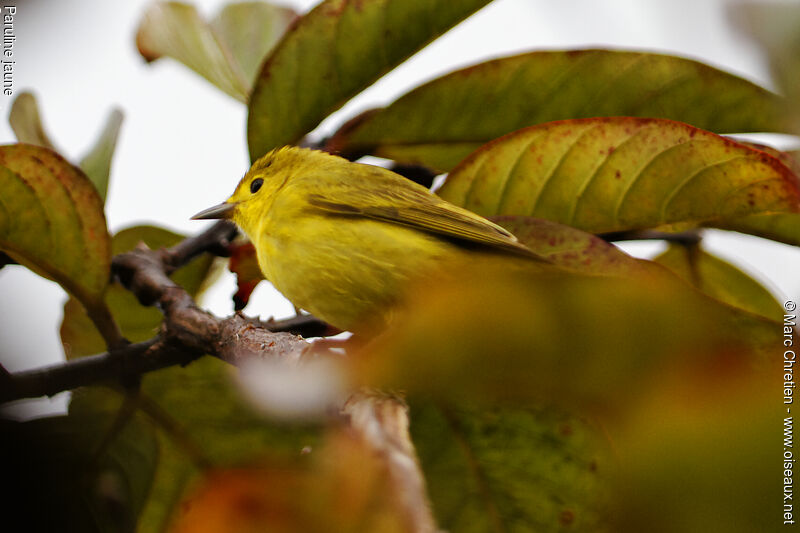 Paruline jauneadulte