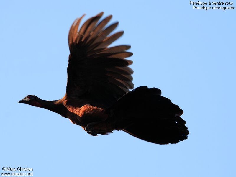 Chestnut-bellied Guanadult