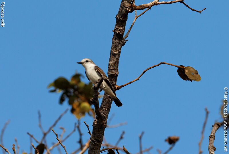 White-rumped Monjitaadult