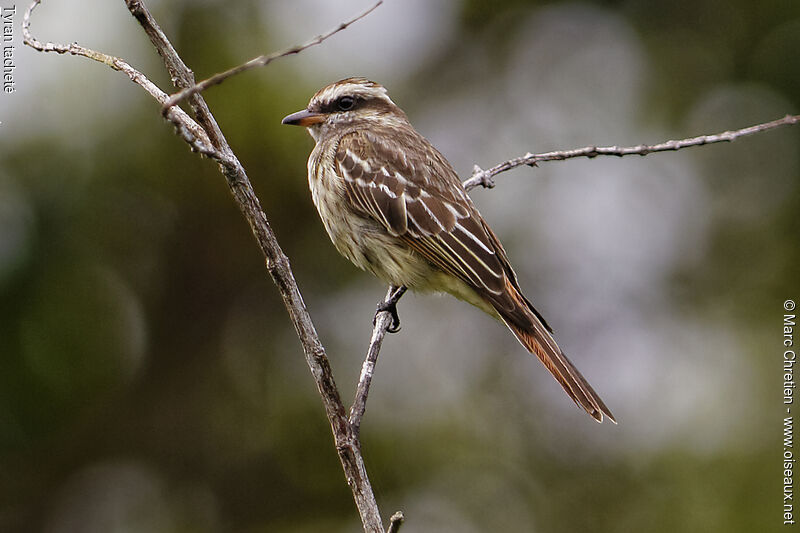 Variegated Flycatcheradult