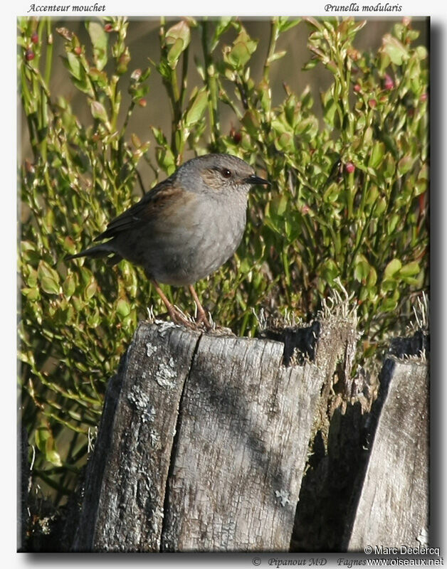 Dunnock