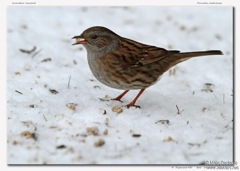 Dunnock, feeding habits