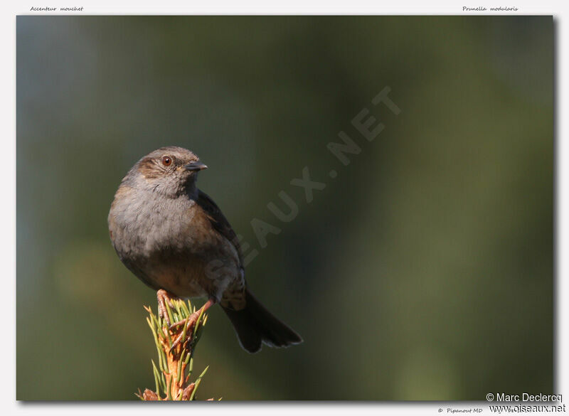 Dunnock, identification