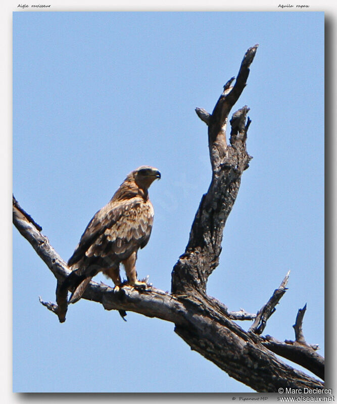 Tawny Eagle, identification