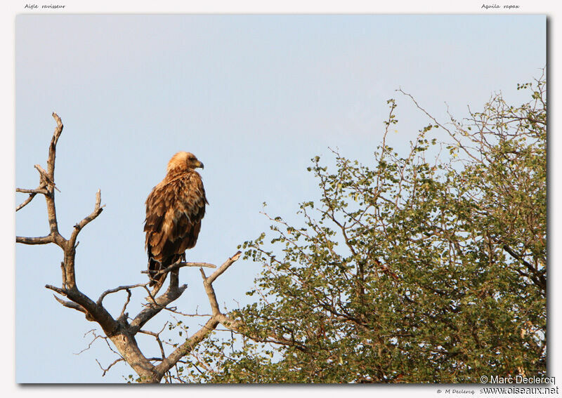 Aigle ravisseur, identification