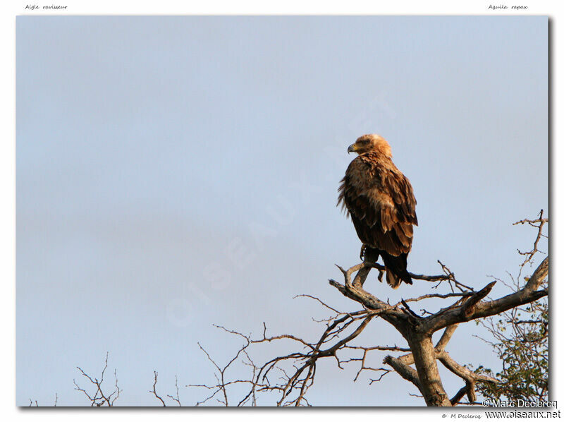 Aigle ravisseur, identification