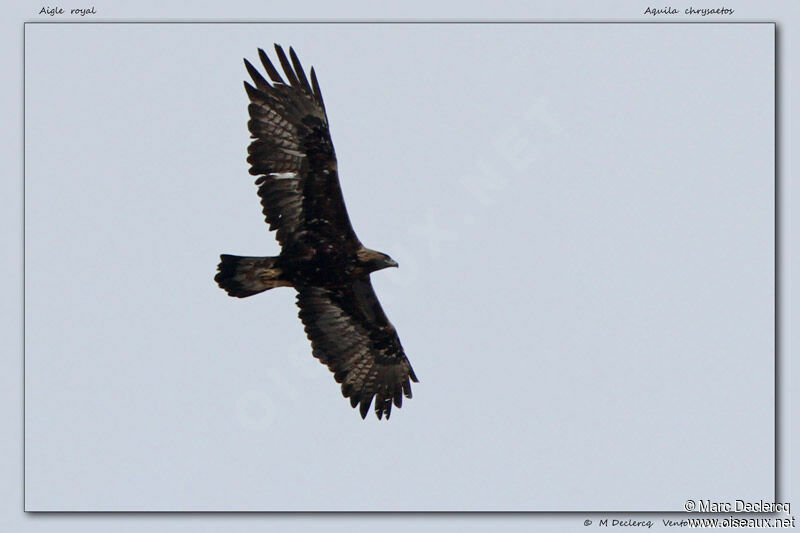 Golden Eagle, Flight