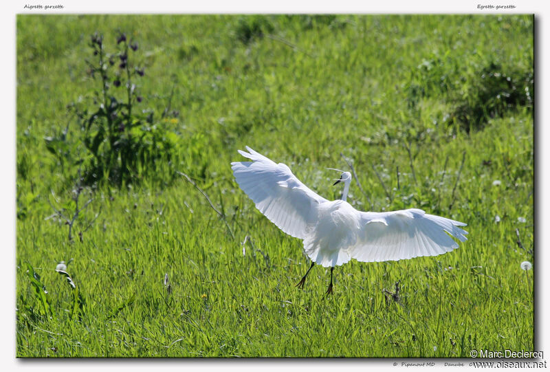 Little Egret