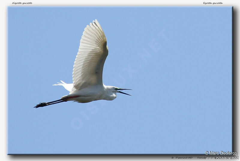 Aigrette garzette, Vol