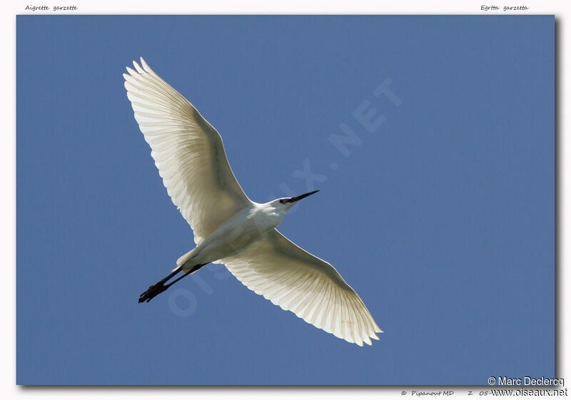 Aigrette garzette, Vol