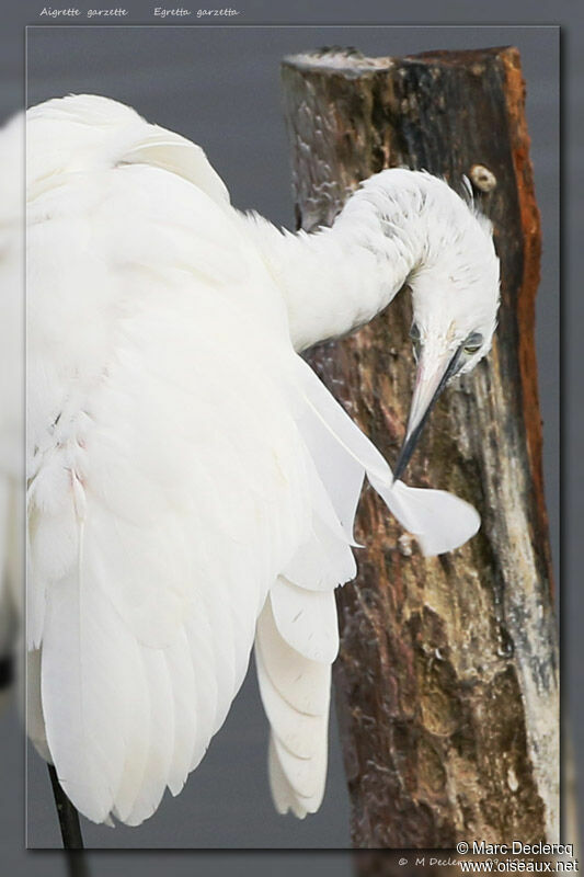 Aigrette garzette