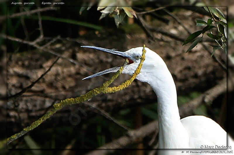 Little Egret, identification, Behaviour