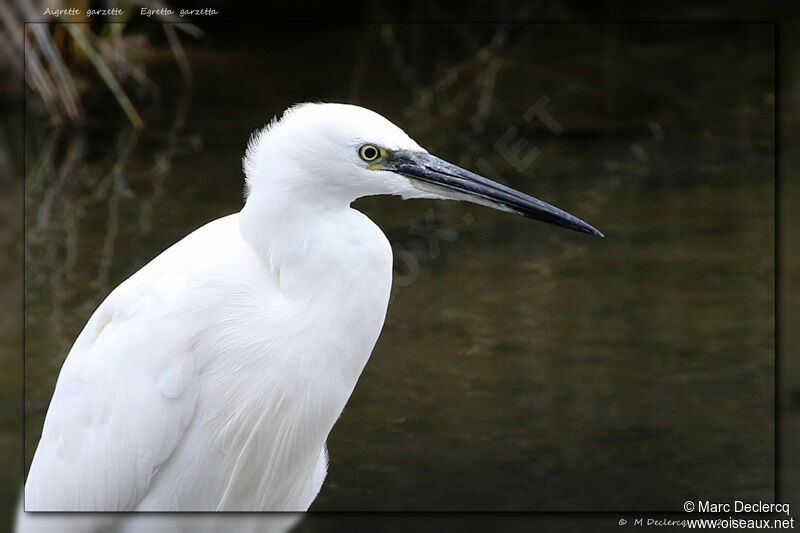 Little Egret