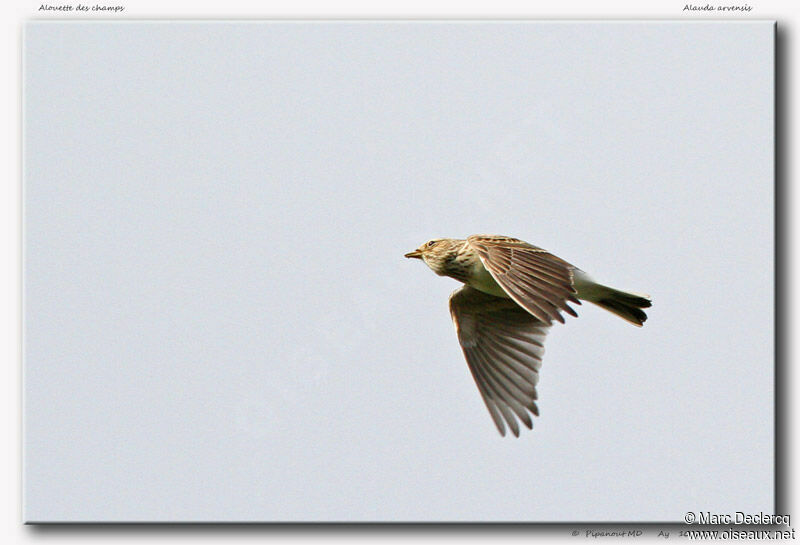 Eurasian Skylark, Flight