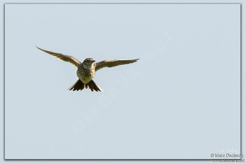 Eurasian Skylark