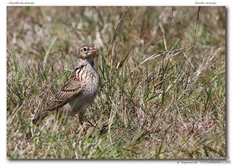 Alouette des champs, identification