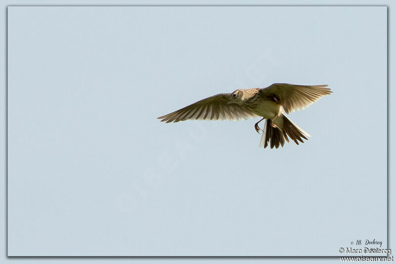 Eurasian Skylark