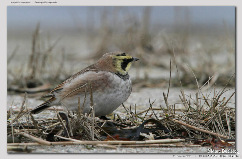 Horned Lark, identification