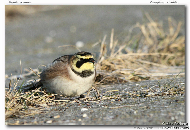 Horned Lark, identification, feeding habits