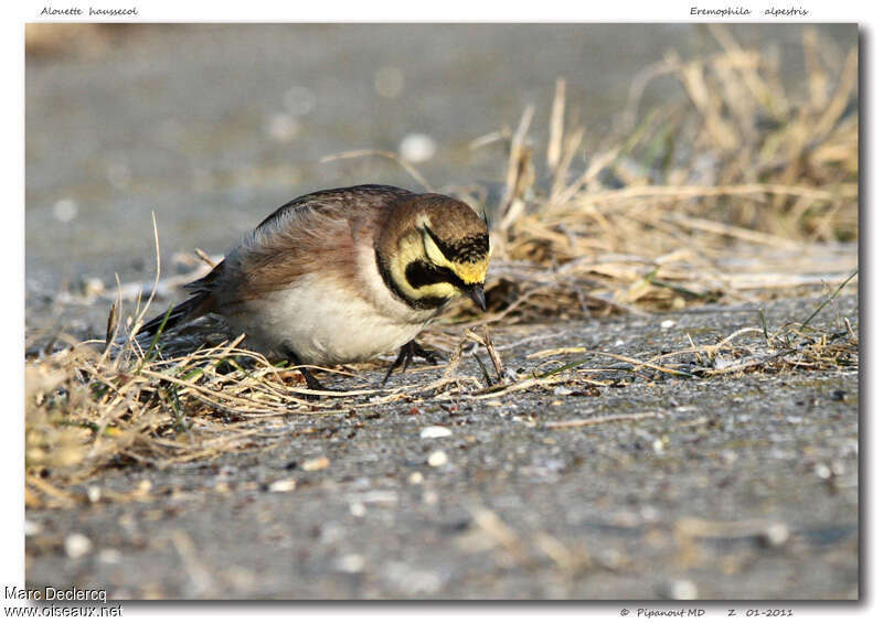 Horned Lark male adult post breeding, fishing/hunting, eats