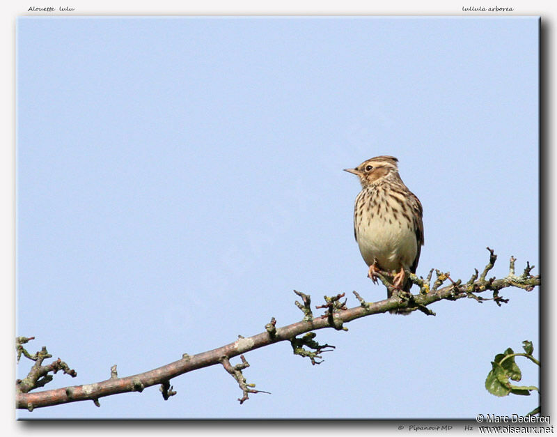 Woodlark, identification