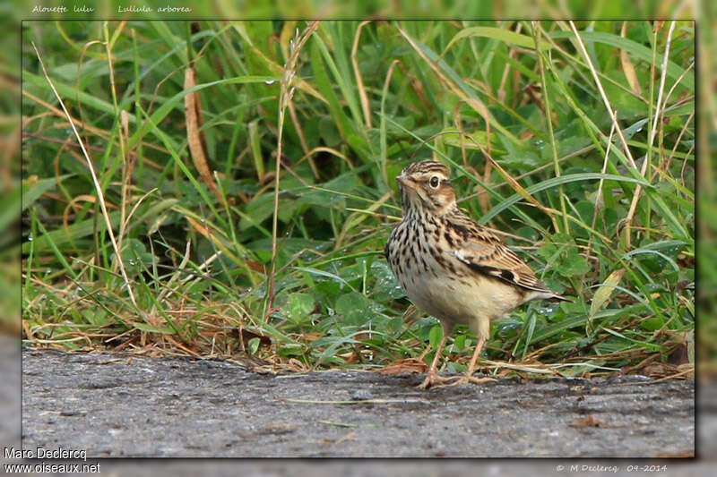 Woodlark