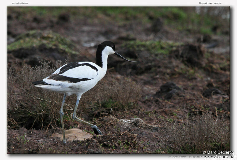 Pied Avocetadult