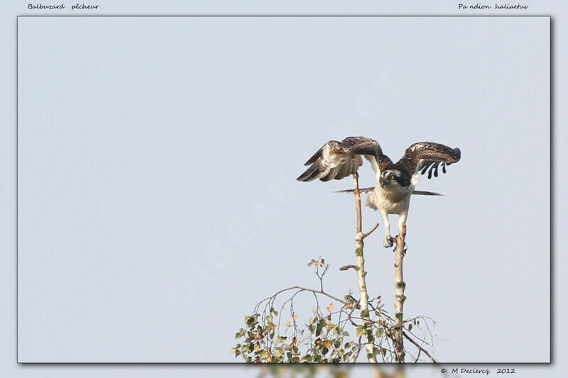 Osprey, identification