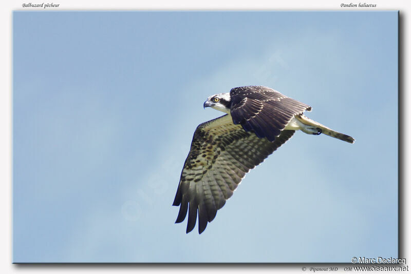 Osprey, Flight