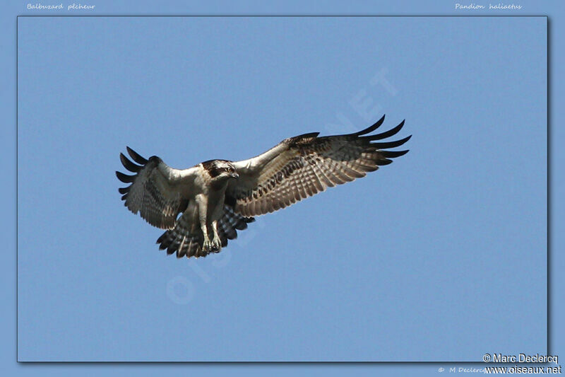 Osprey, Flight