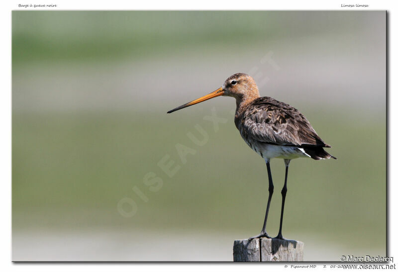 Black-tailed Godwitadult