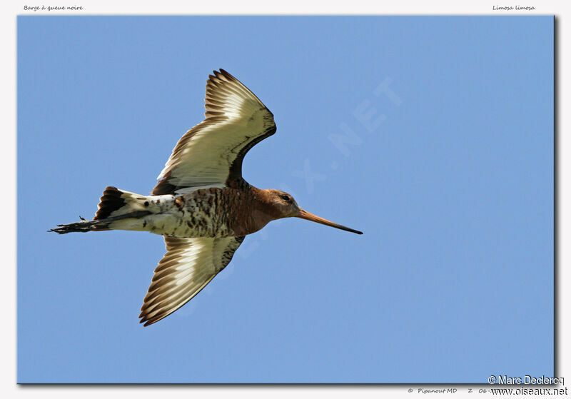 Black-tailed Godwitadult, Flight