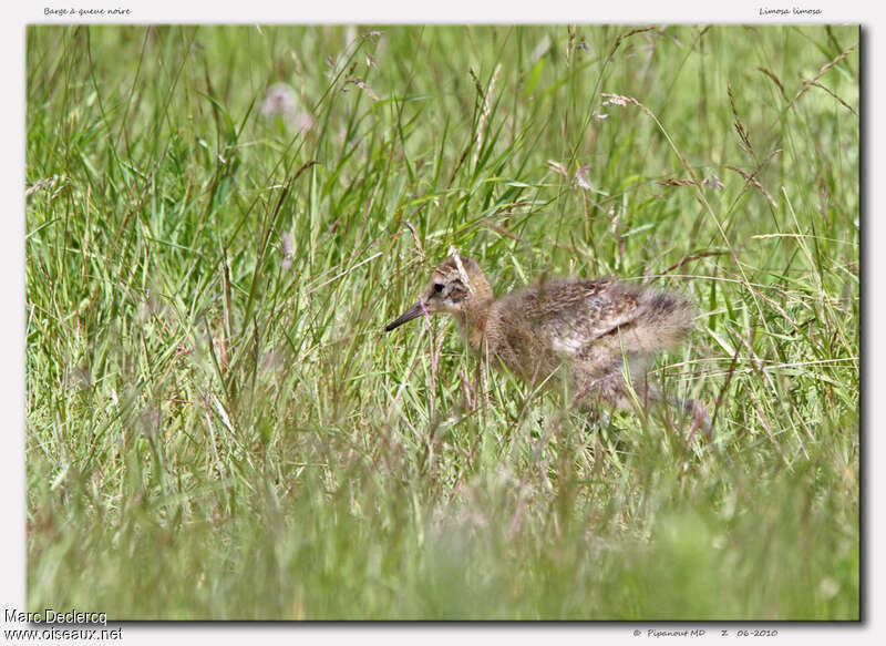 Black-tailed GodwitPoussin, identification