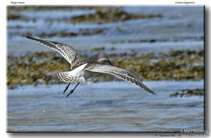 Bar-tailed Godwitadult, Flight