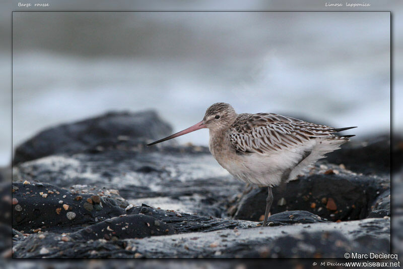 Bar-tailed Godwit, identification