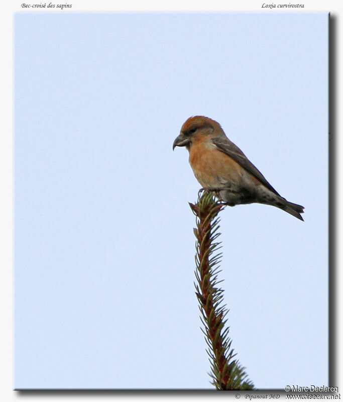 Red Crossbill male adult, identification