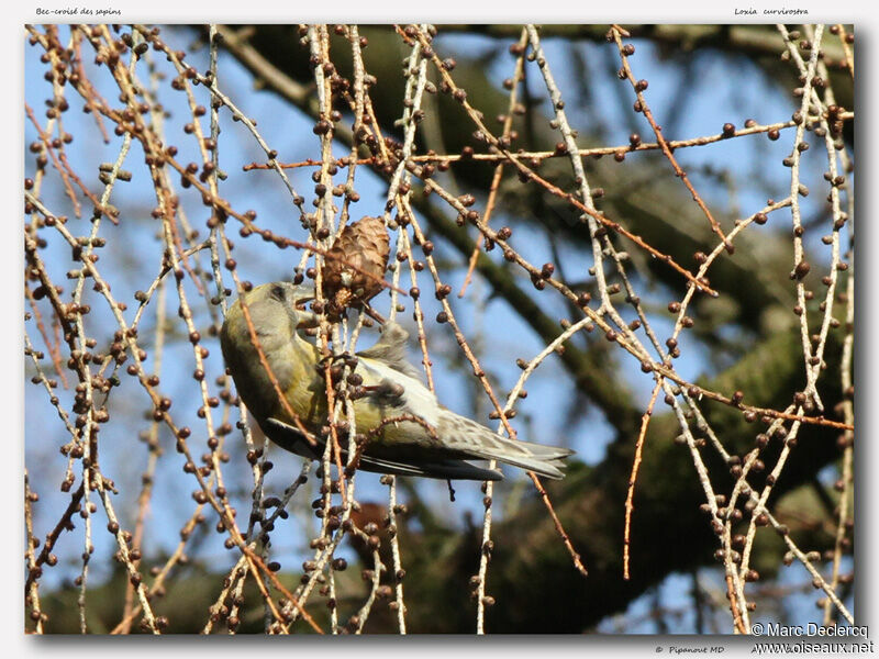 Red Crossbill, identification, feeding habits, Behaviour