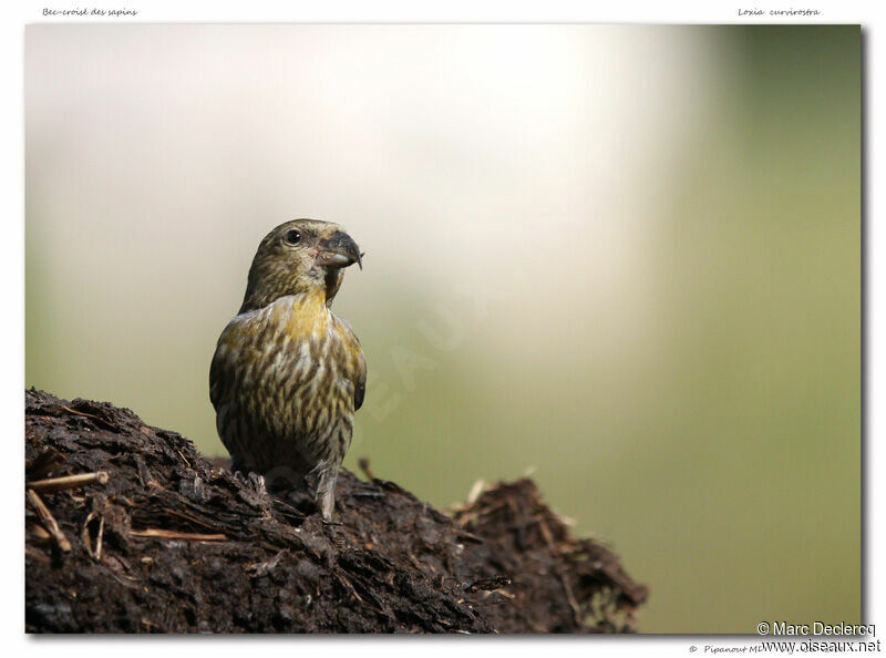 Red Crossbill female, identification