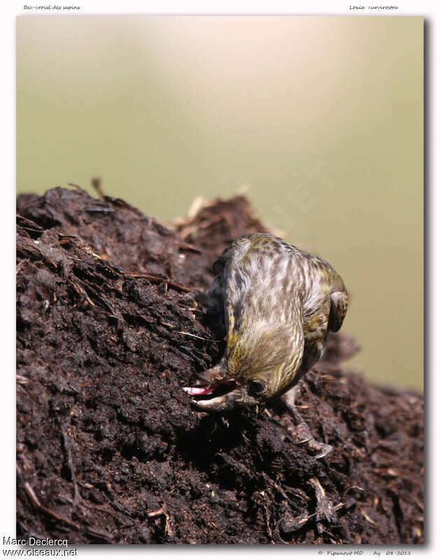 Red Crossbilljuvenile, feeding habits, Behaviour