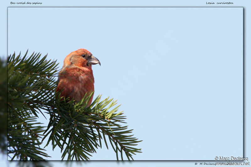 Red Crossbill male, identification