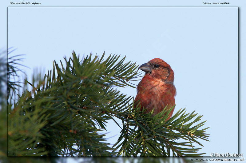 Red Crossbill male, identification