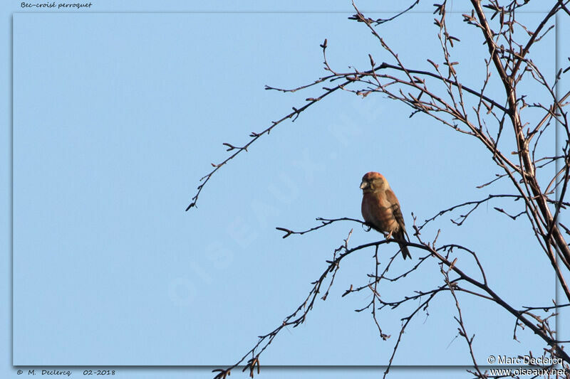 Parrot Crossbill, identification