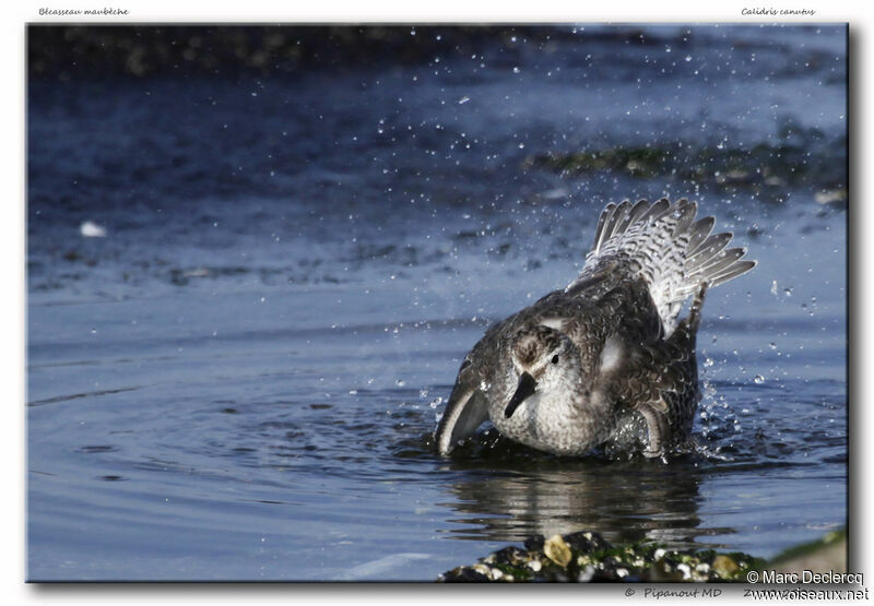 Red Knot, Behaviour