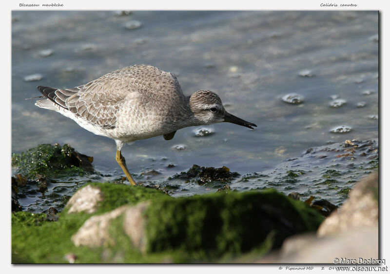 Red Knot, Behaviour