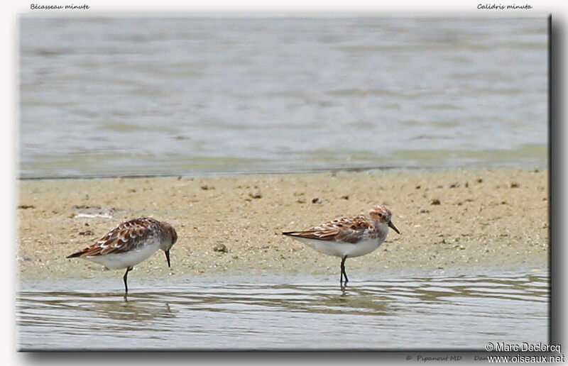 Bécasseau minute, identification