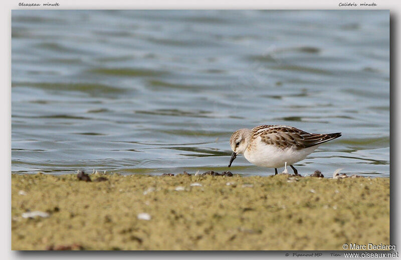 Bécasseau minute, identification